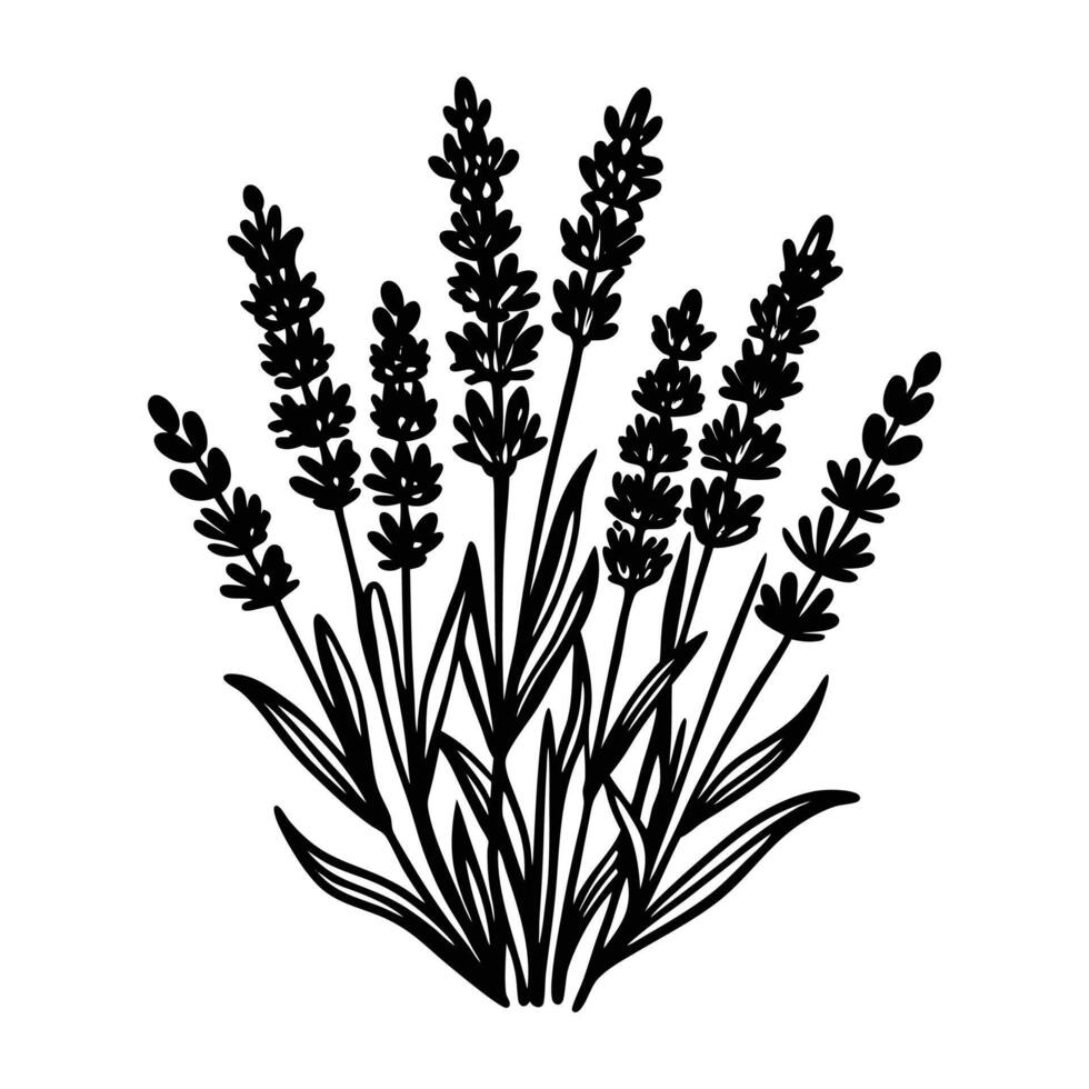 lavender-flowers-black-and-white-illustration-vector